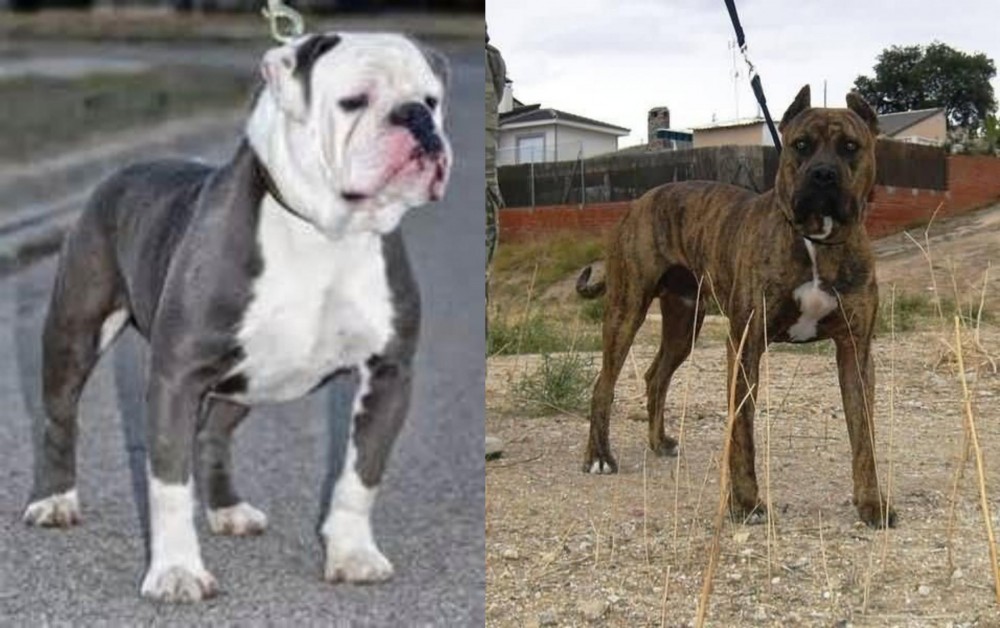 Perro de Toro vs Old English Bulldog - Breed Comparison