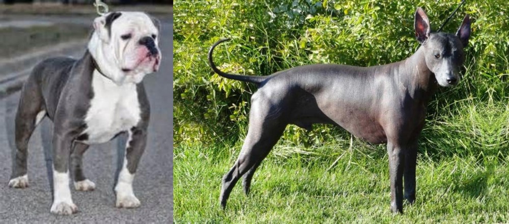 Peruvian Hairless vs Old English Bulldog - Breed Comparison