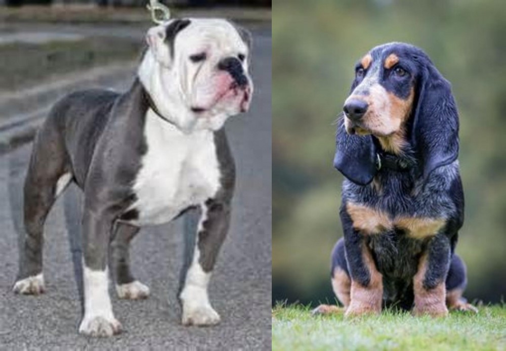 Petit Bleu de Gascogne vs Old English Bulldog - Breed Comparison