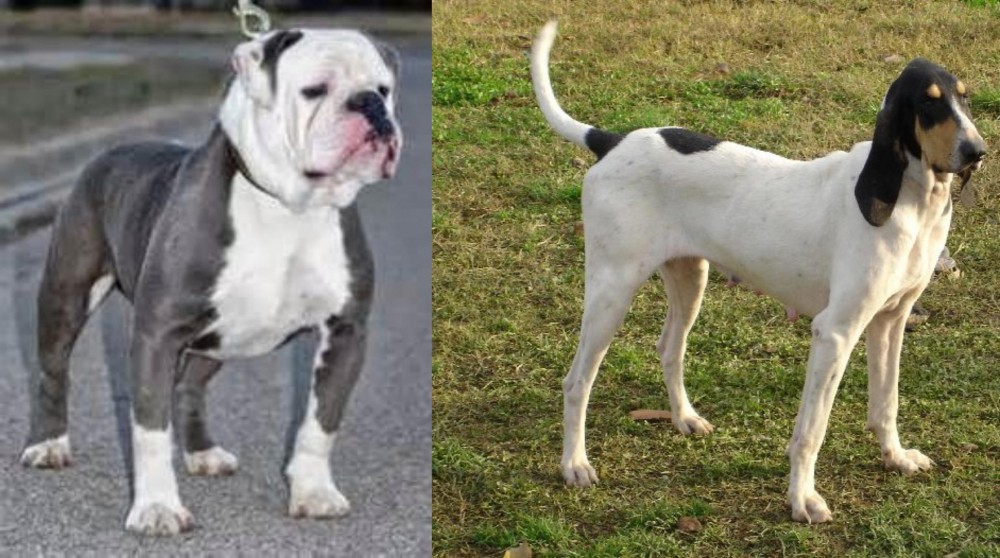 Petit Gascon Saintongeois vs Old English Bulldog - Breed Comparison