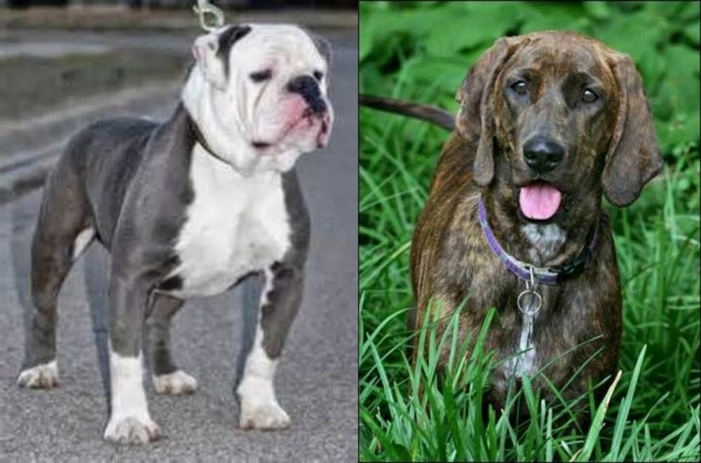 Plott Hound vs Old English Bulldog - Breed Comparison