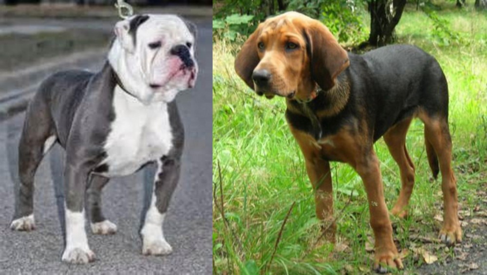 Polish Hound vs Old English Bulldog - Breed Comparison