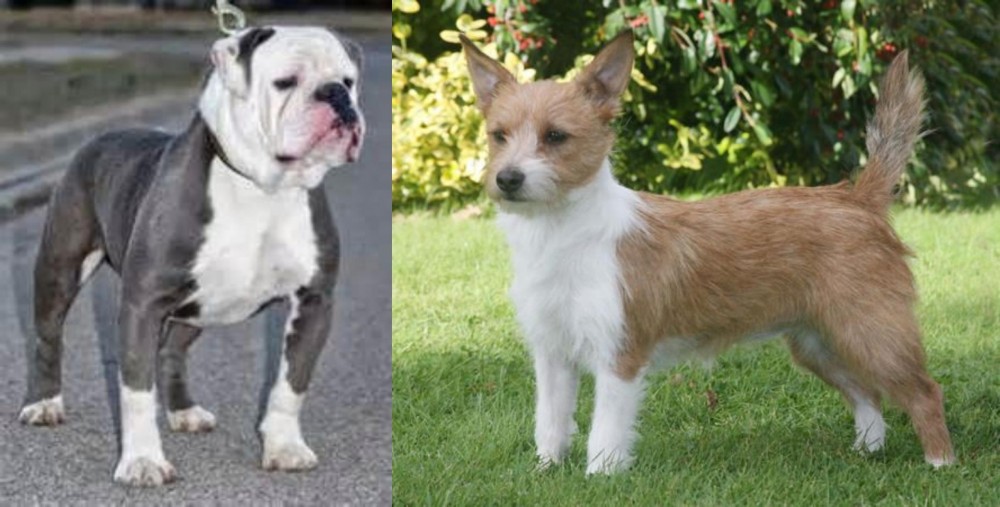 Portuguese Podengo vs Old English Bulldog - Breed Comparison
