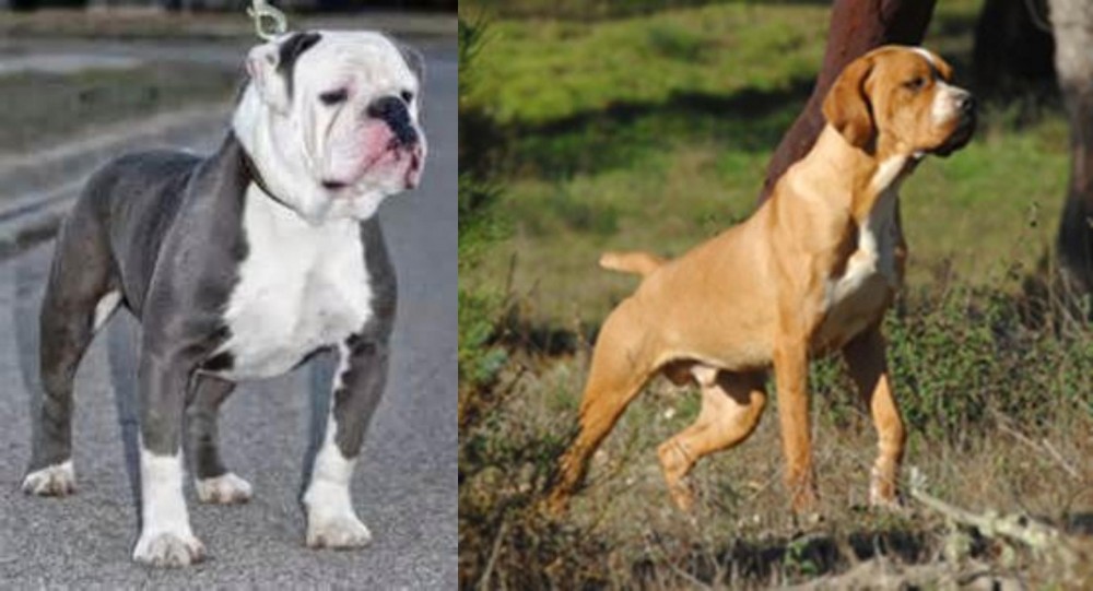 Portuguese Pointer vs Old English Bulldog - Breed Comparison