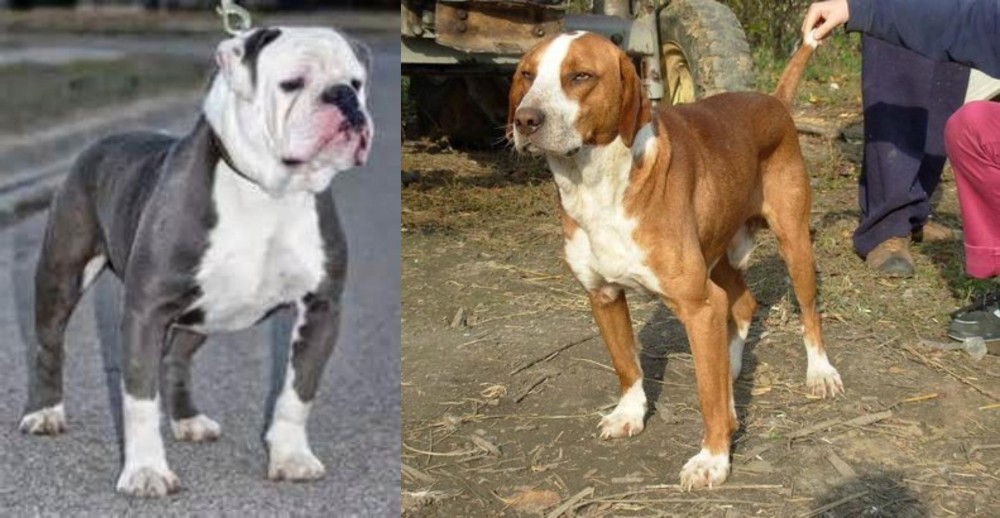 Posavac Hound vs Old English Bulldog - Breed Comparison
