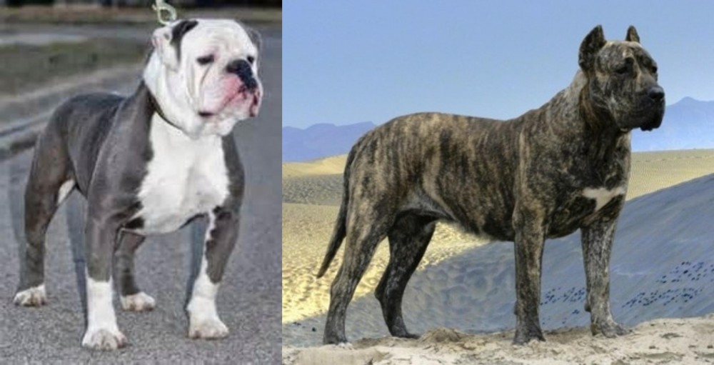 Presa Canario vs Old English Bulldog - Breed Comparison