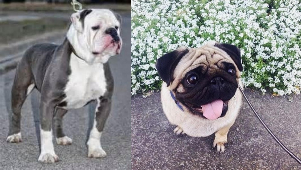 Pug vs Old English Bulldog - Breed Comparison