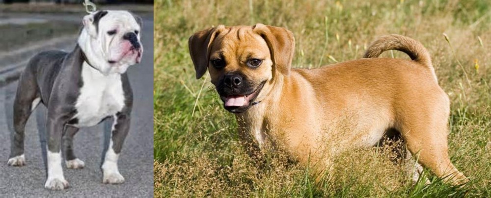 Puggle vs Old English Bulldog - Breed Comparison
