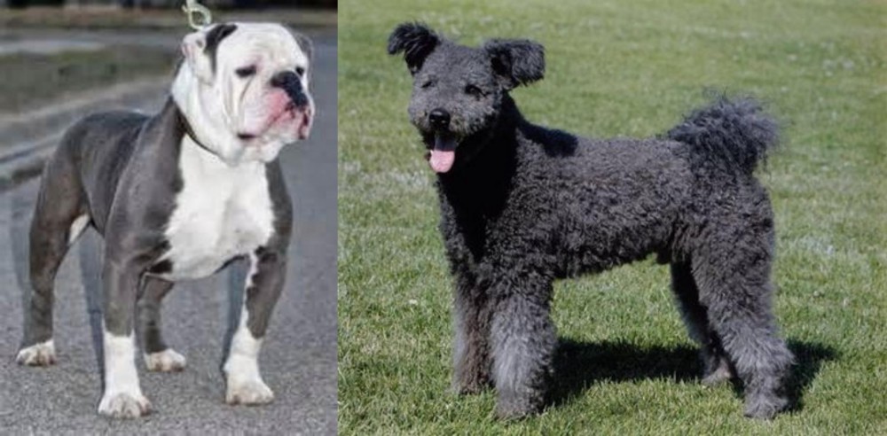 Pumi vs Old English Bulldog - Breed Comparison