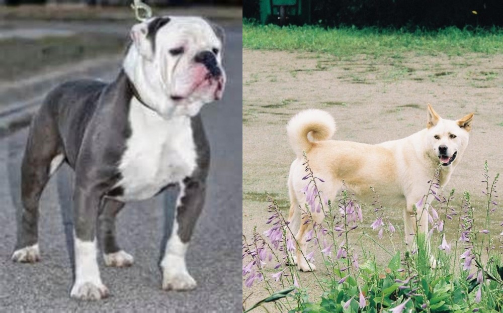 Pungsan Dog vs Old English Bulldog - Breed Comparison