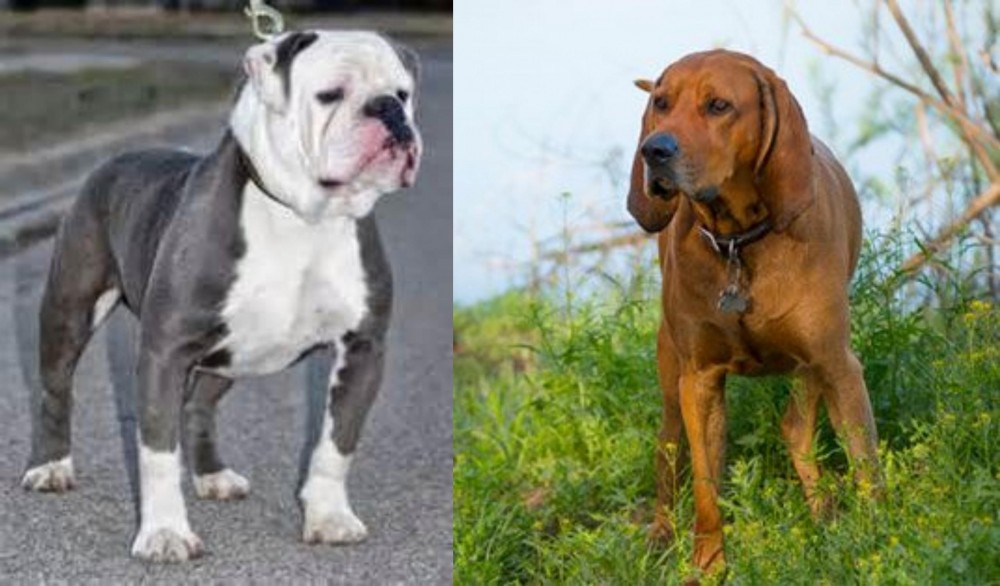 Redbone Coonhound vs Old English Bulldog - Breed Comparison