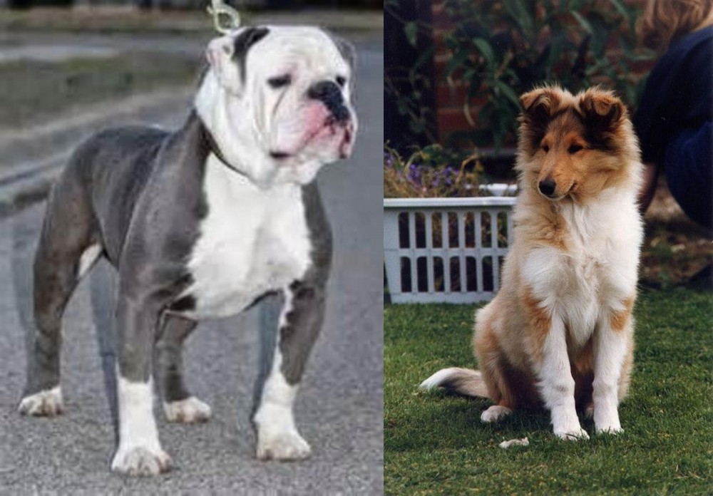 Rough Collie vs Old English Bulldog - Breed Comparison