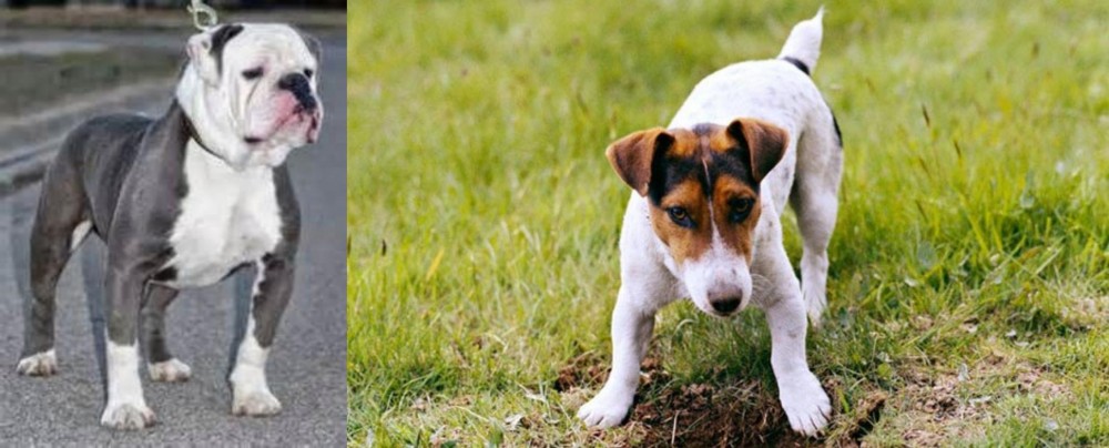 Russell Terrier vs Old English Bulldog - Breed Comparison