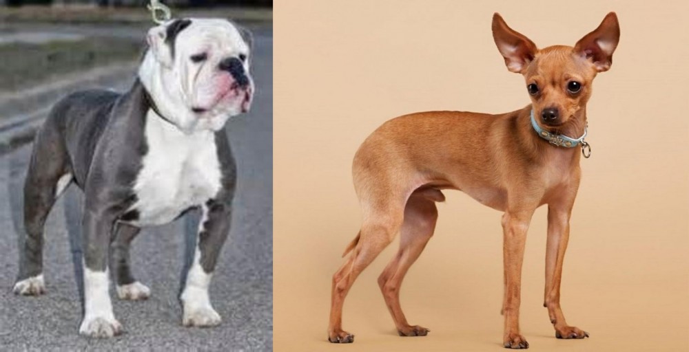 Russian Toy Terrier vs Old English Bulldog - Breed Comparison