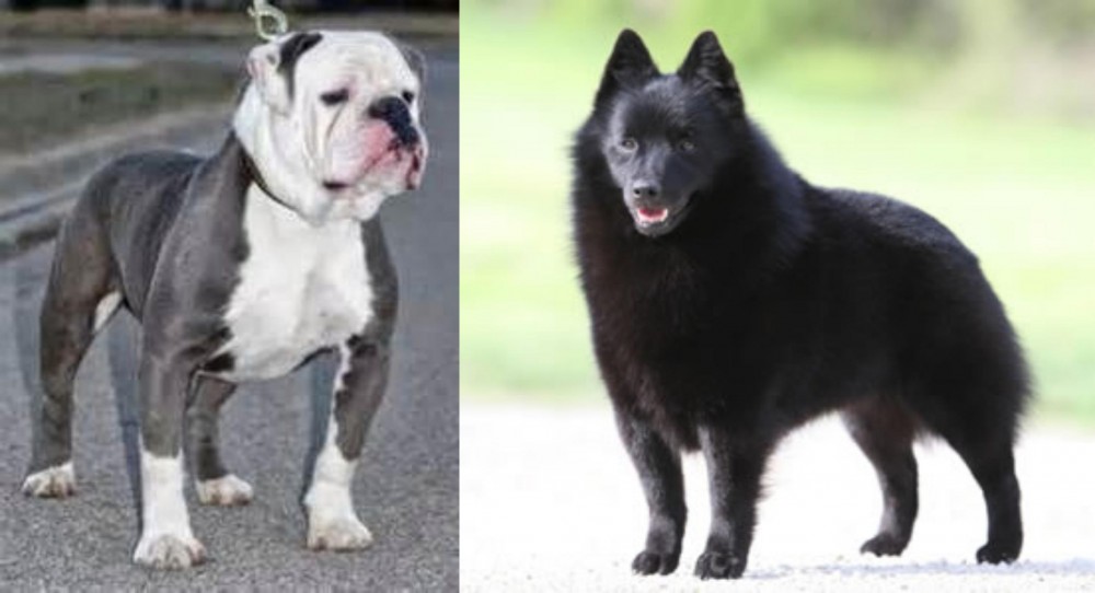 Schipperke vs Old English Bulldog - Breed Comparison