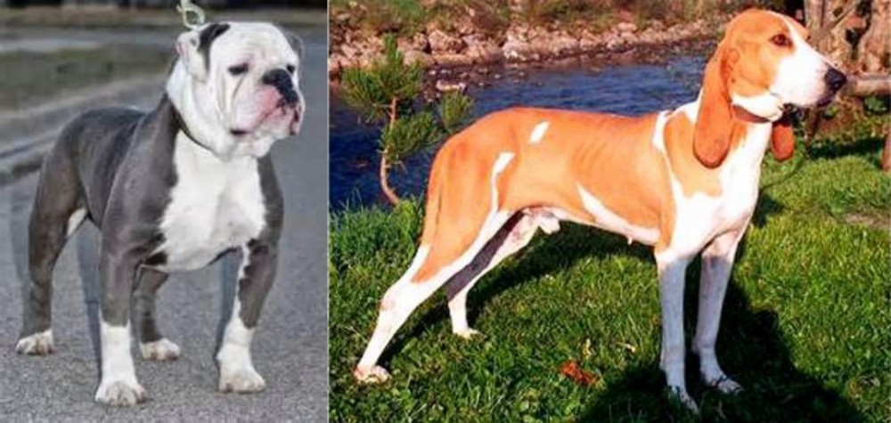 Schweizer Laufhund vs Old English Bulldog - Breed Comparison