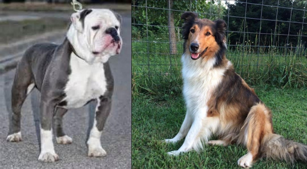 Scotch Collie vs Old English Bulldog - Breed Comparison