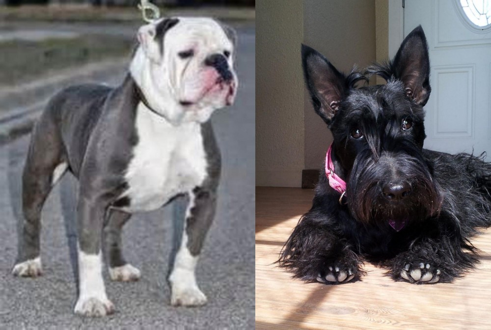 Scottish Terrier vs Old English Bulldog - Breed Comparison