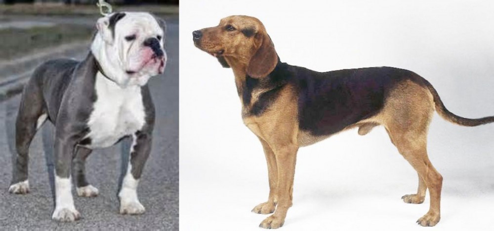 Serbian Hound vs Old English Bulldog - Breed Comparison