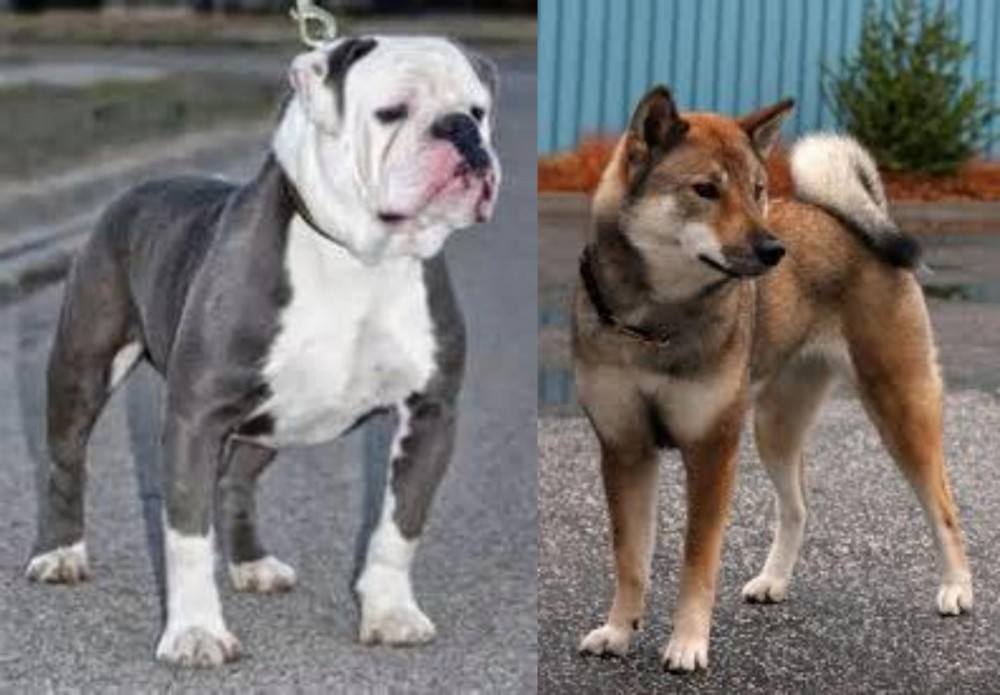 Shikoku vs Old English Bulldog - Breed Comparison