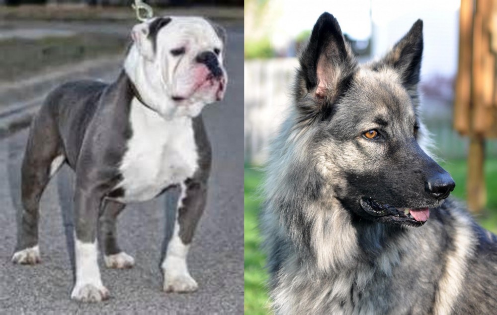 Shiloh Shepherd vs Old English Bulldog - Breed Comparison