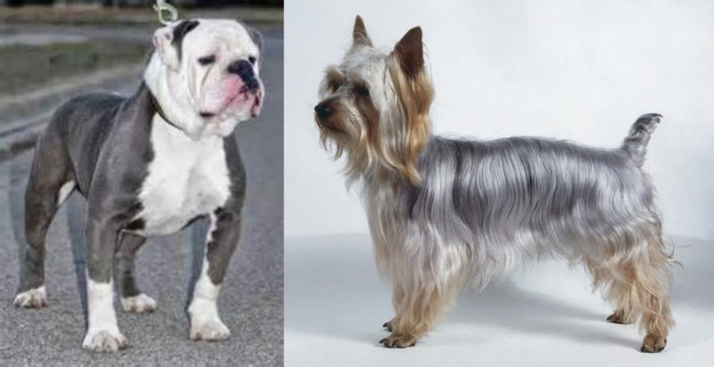 Silky Terrier vs Old English Bulldog - Breed Comparison