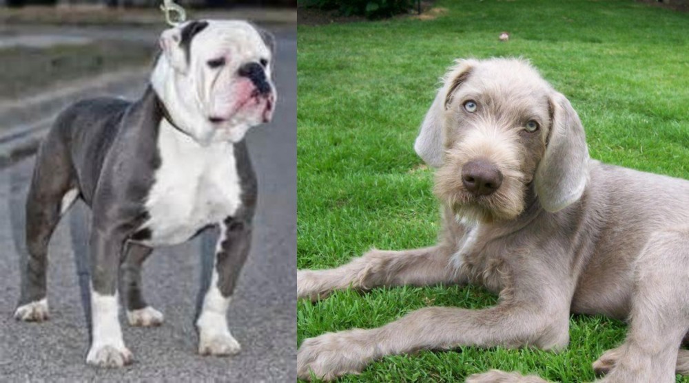 Slovakian Rough Haired Pointer vs Old English Bulldog - Breed Comparison