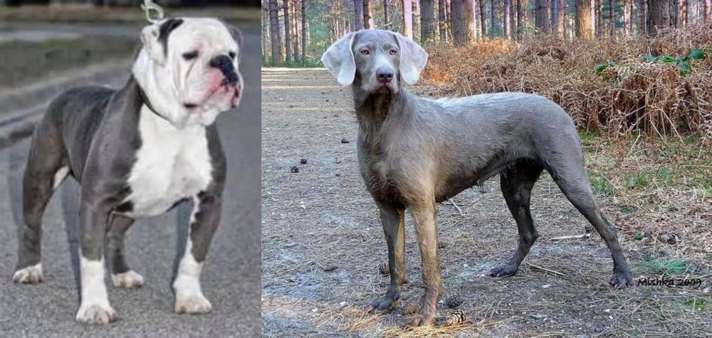 Slovensky Hrubosrsty Stavac vs Old English Bulldog - Breed Comparison