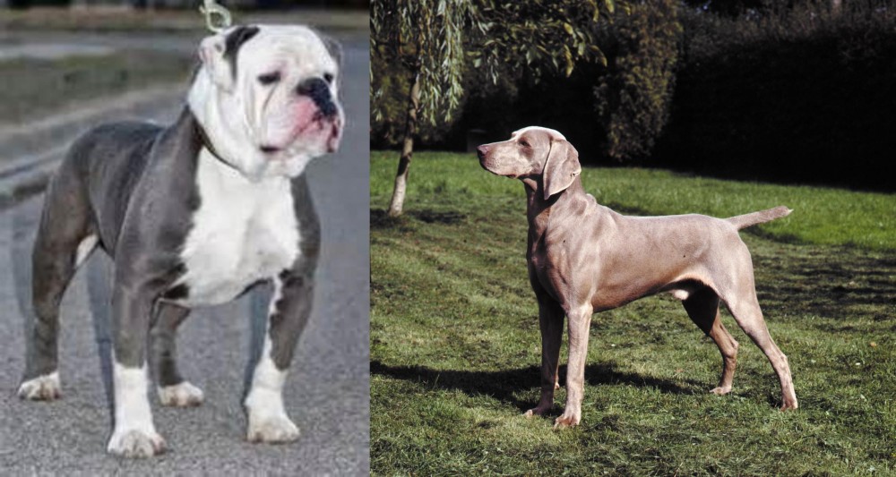 Smooth Haired Weimaraner vs Old English Bulldog - Breed Comparison