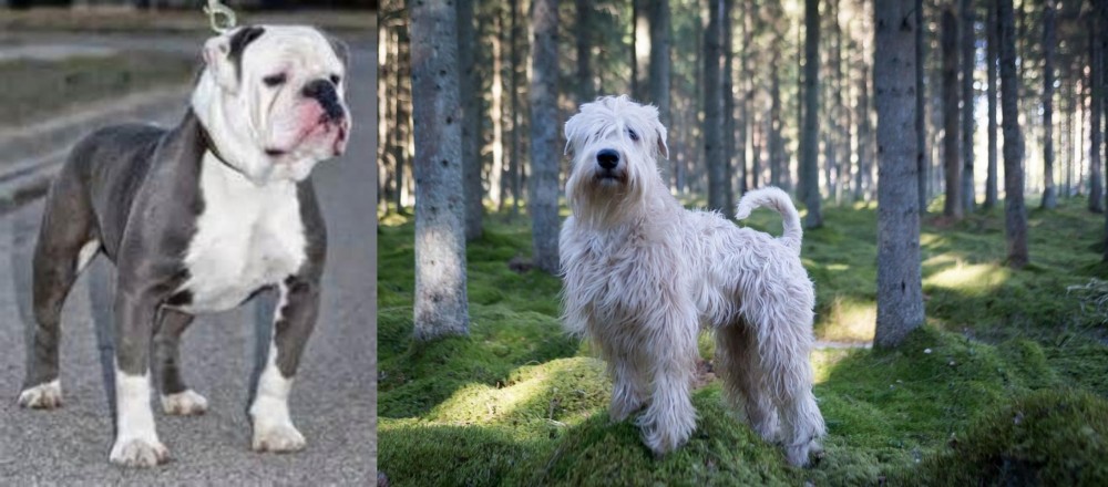 Soft-Coated Wheaten Terrier vs Old English Bulldog - Breed Comparison