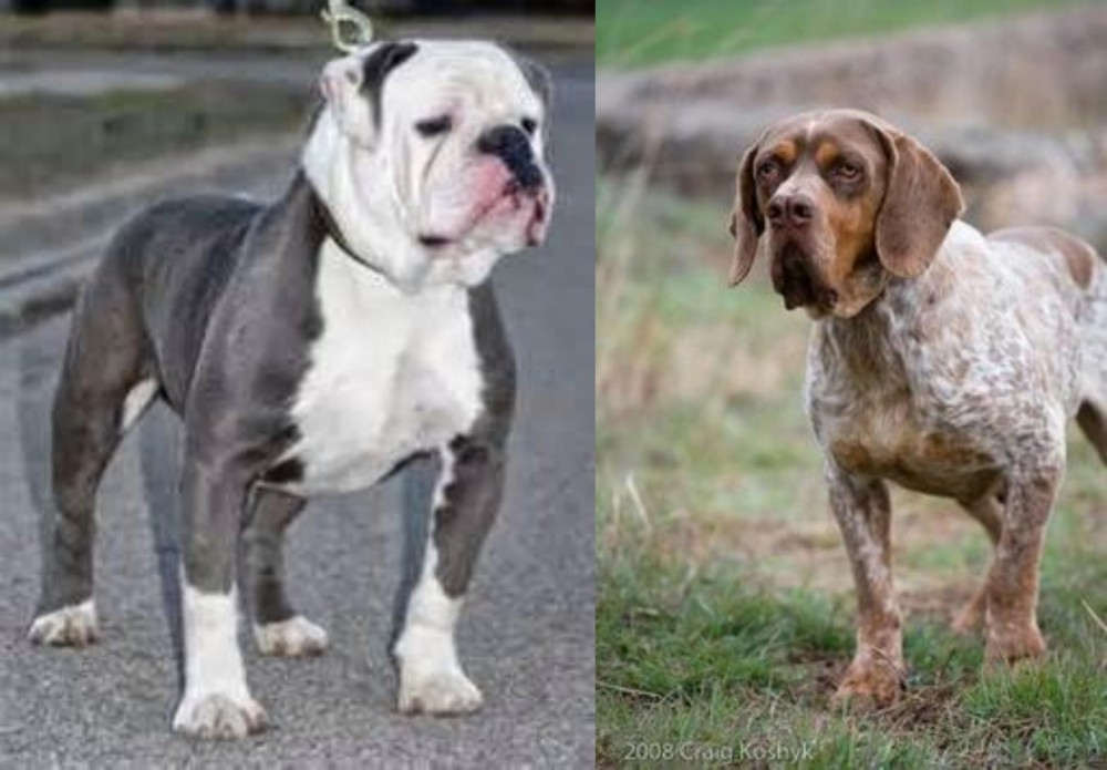Spanish Pointer vs Old English Bulldog - Breed Comparison