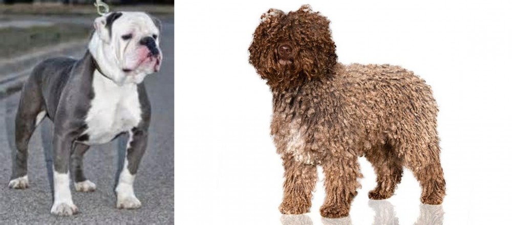 Spanish Water Dog vs Old English Bulldog - Breed Comparison
