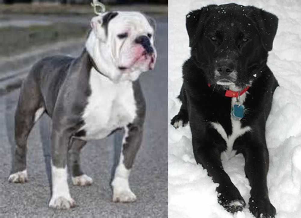 St. John's Water Dog vs Old English Bulldog - Breed Comparison