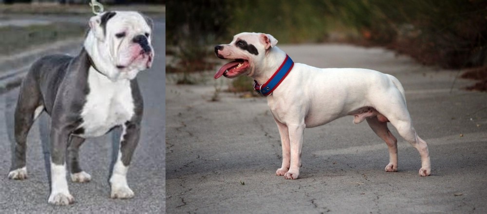 Staffordshire Bull Terrier vs Old English Bulldog - Breed Comparison