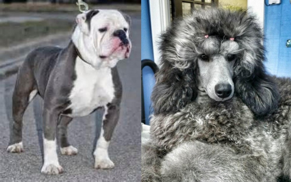 Standard Poodle vs Old English Bulldog - Breed Comparison