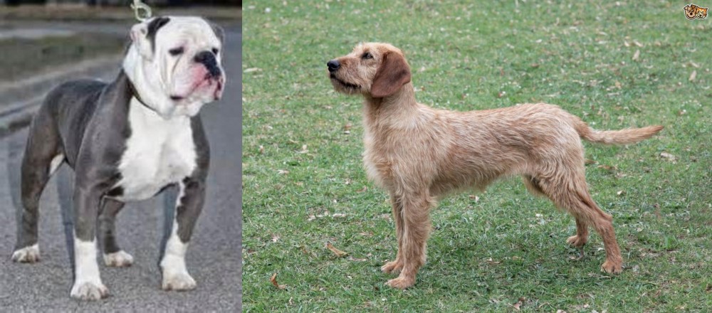 Styrian Coarse Haired Hound vs Old English Bulldog - Breed Comparison
