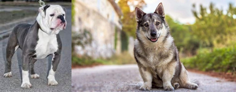 Swedish Vallhund vs Old English Bulldog - Breed Comparison
