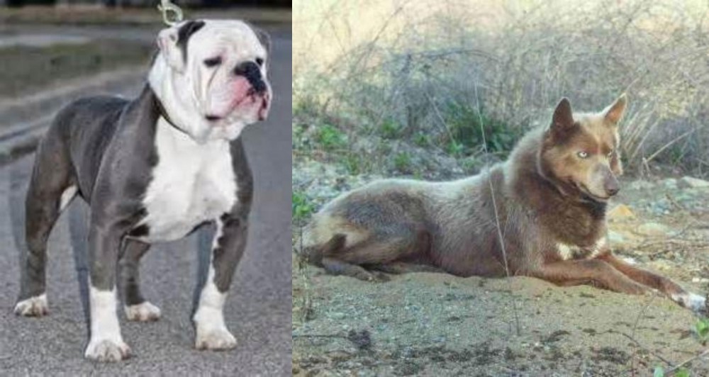 Tahltan Bear Dog vs Old English Bulldog - Breed Comparison