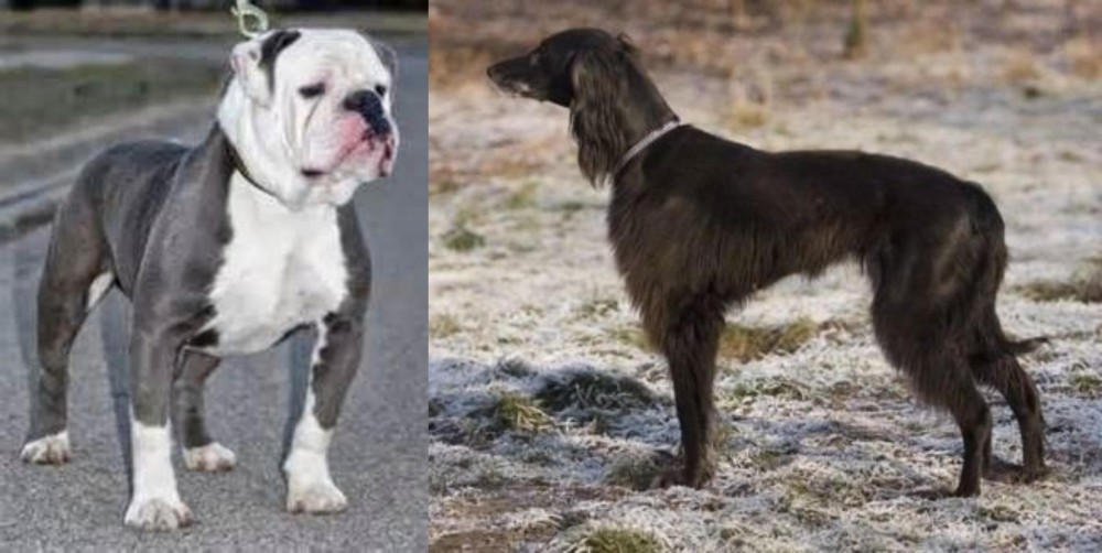 Taigan vs Old English Bulldog - Breed Comparison