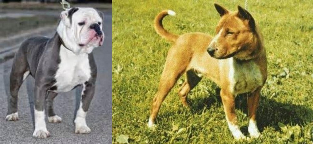 Telomian vs Old English Bulldog - Breed Comparison