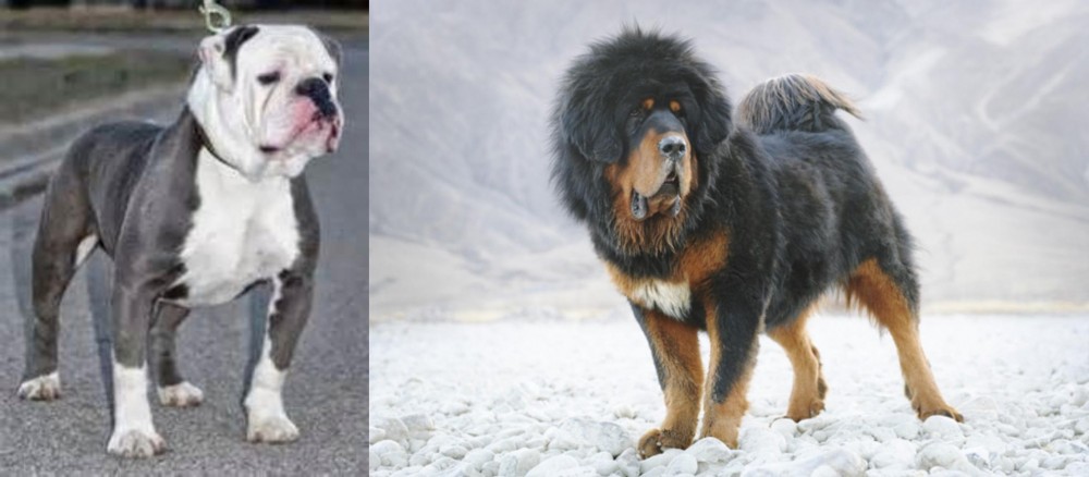 Tibetan Mastiff vs Old English Bulldog - Breed Comparison