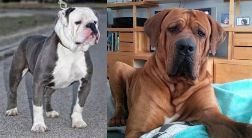 Tosa vs Old English Bulldog - Breed Comparison