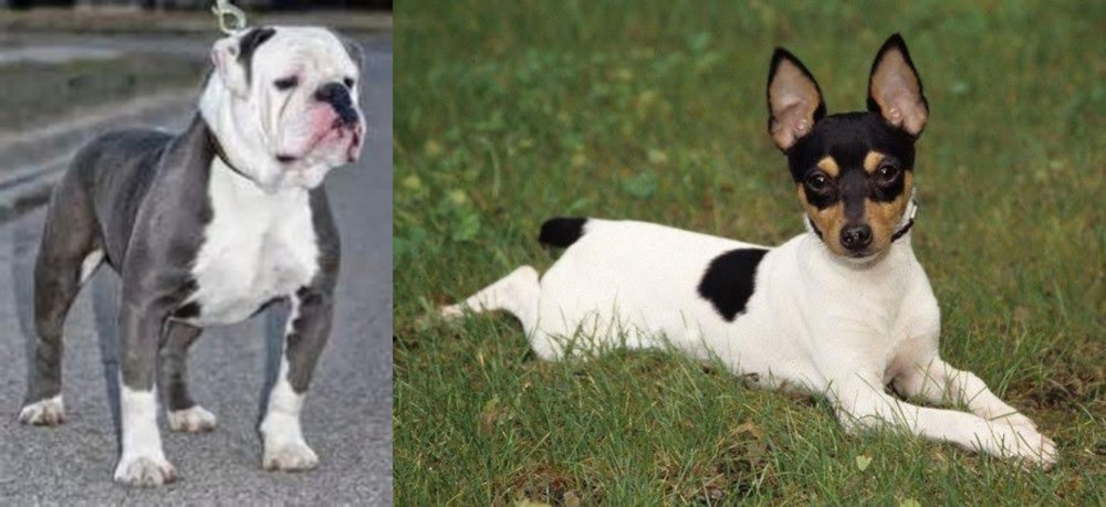 Toy Fox Terrier vs Old English Bulldog - Breed Comparison