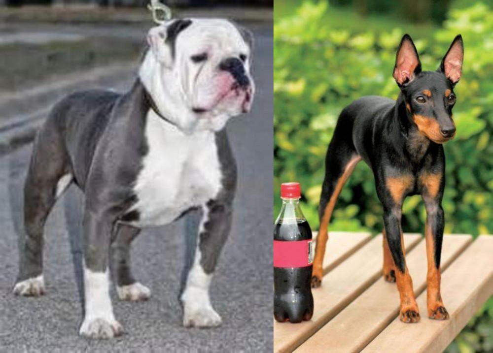 Toy Manchester Terrier vs Old English Bulldog - Breed Comparison