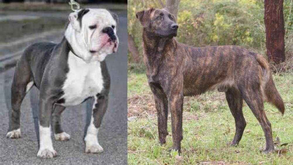 Treeing Tennessee Brindle vs Old English Bulldog - Breed Comparison