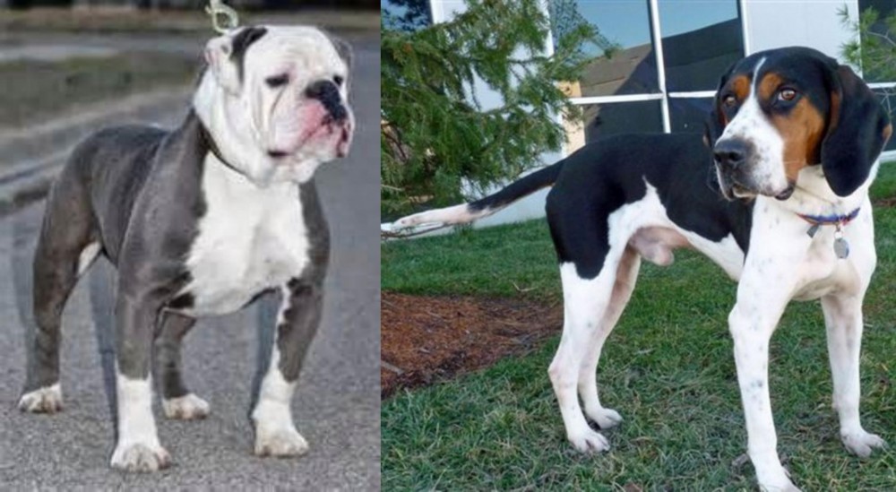 Treeing Walker Coonhound vs Old English Bulldog - Breed Comparison