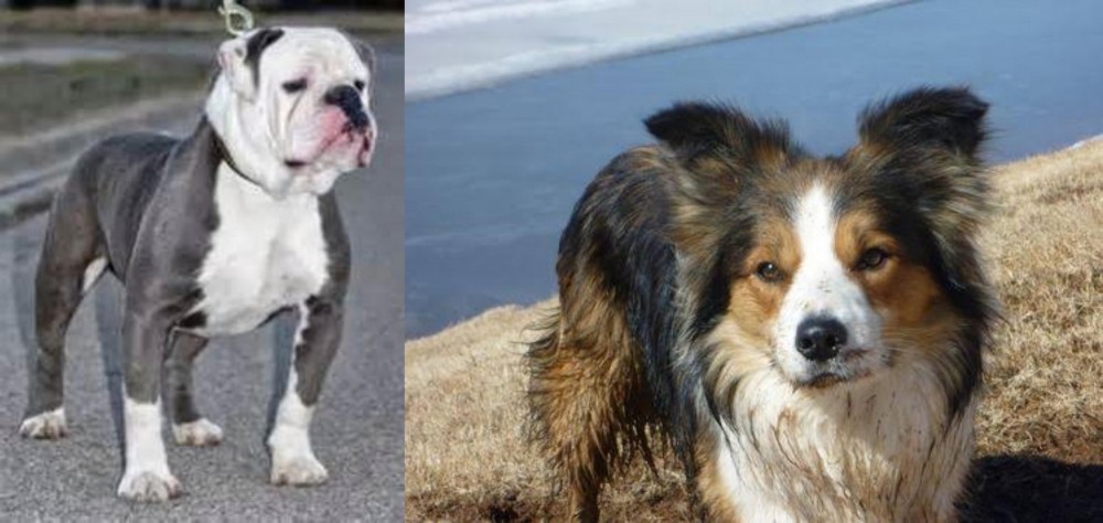 Welsh Sheepdog vs Old English Bulldog - Breed Comparison