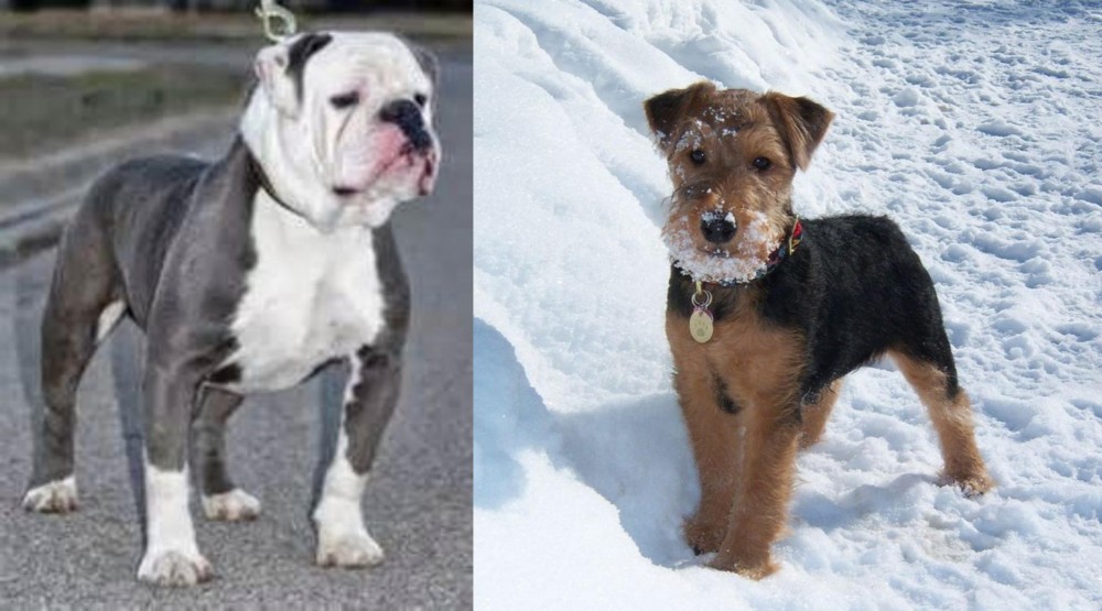 Welsh Terrier vs Old English Bulldog - Breed Comparison
