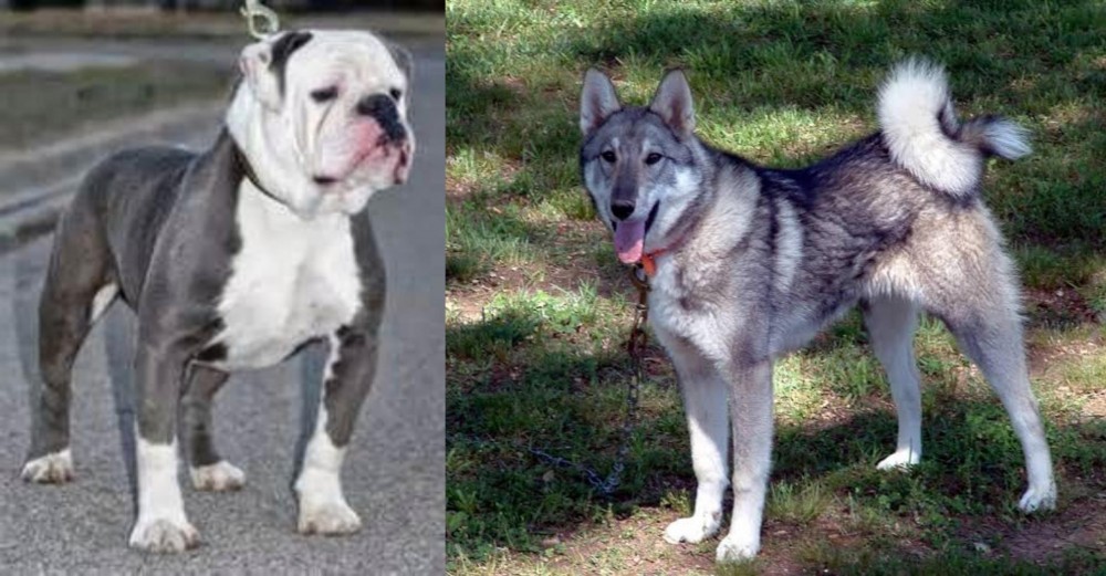 West Siberian Laika vs Old English Bulldog - Breed Comparison