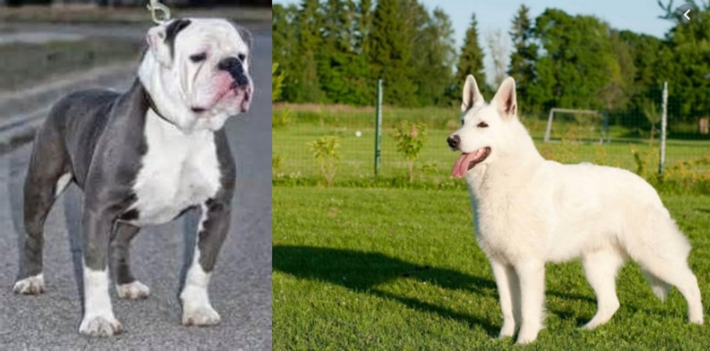 White Shepherd vs Old English Bulldog - Breed Comparison